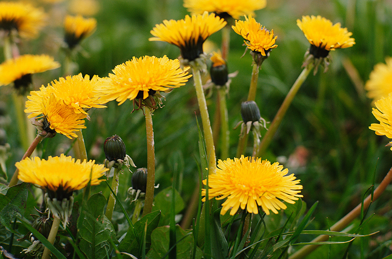 Dandelions weeds photo